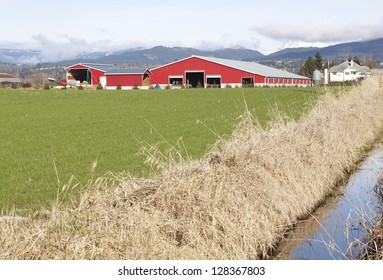 A Large Cattle Barn Used For Housing Livestock/Cattle Barn/A Large Cattle Barn Used For Keeping Livestock