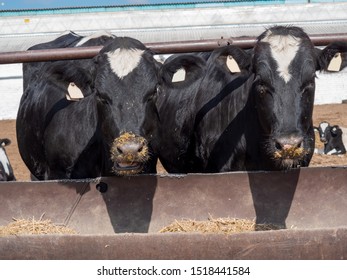 Large Cattle Farm. State Farm Supplies Milk And Meat To The Entire South Of Russia. Cows Eat Next To The Cowshed. Concept Of Tasty And Healthy Ecological Food 