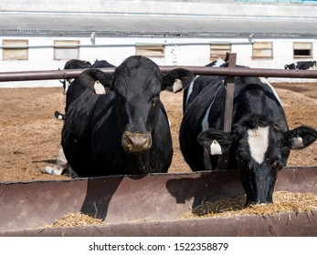 Large Cattle Farm. State Farm Supplies Milk And Meat To The Entire South Of Russia. Cows Eat Next To The Cowshed. Concept Of Tasty And Healthy Ecological Food 