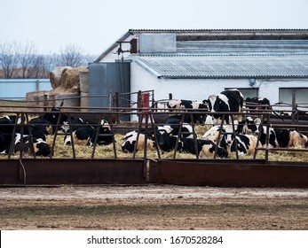 Large Cattle Farm. State Farm Supplies Milk And Meat To The Entire South Of Russia. Cows Eat Next To The Cowshed. Concept Of Tasty And Healthy Ecological Food 