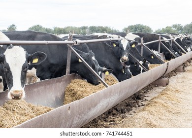 A Large Cattle Farm. The State Farm Supplies Milk And Meat To The Entire Volgograd Region.