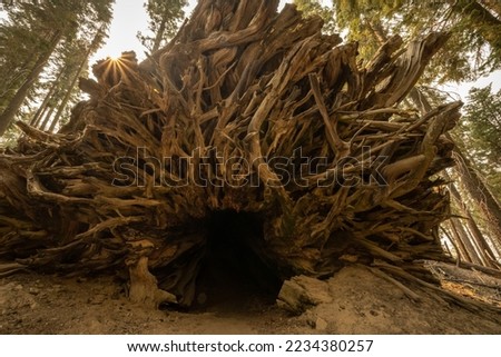 Large Cave In The Roots of a Sequoia Tree in Yosemite National Park