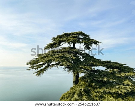 large Cedar tree on calm sea background. sea waterline. clear sky, serene environment. coastal landscape. nature pattern. green background. abstract