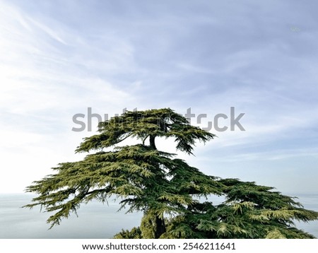 large Cedar tree on calm sea background. sea waterline. clear sky, serene environment. coastal landscape. nature pattern. green background. abstract
