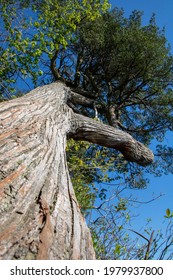 A Large Cedar Tree Reaching For The Sky In The NJ Pine Barrens