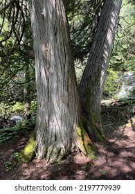 A Large Cedar Tree Trunk Grows In The Boundary Waters Wilderness. Minnesota.