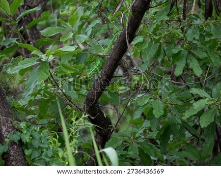 Large chameleon climbing down a tree