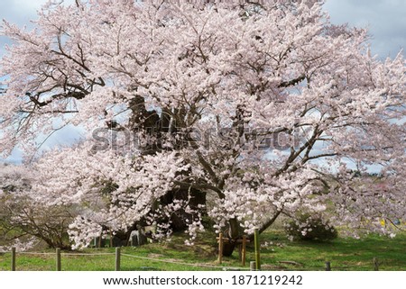 Large cherry blossoms in Shionozaki, Fukushima Prefecture Stock photo © 