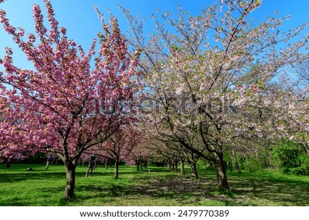 Large cherry trees with many pink flowers in full bloom in the Japanese Garden from King Michael I Park (former Herastrau) in Bucharest, Romania, in a cloudy spring day, sakura