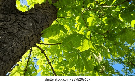 Árbol castaño grande con