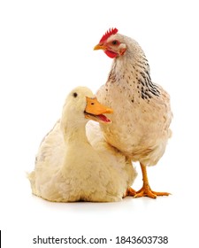 Large Chicken And Duck Isolated On A White Background.