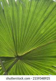 Large Chinese Fan Palm Background