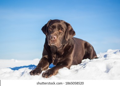 large chocolate labrador retriever dog in winter forest. Doesn't look at the camera. Lies, all growth is visible.