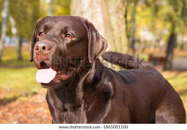 large chocolate labrador retriever dog in the\
autumn forest. Large portrait. Protruding tongue. Doesn\'t look at\
the camera.