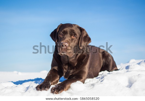 large chocolate\
labrador retriever dog in winter forest. Doesn\'t look at the\
camera. Lies, all growth is\
visible.