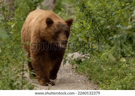 Large Cinnamon Black Bear Wanders Down Narrow Gravel Trail in Glacier National Park