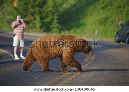 Large Cinnamon-phase Black Bear crosses road, photographer and car in background, Yellowstone National Park