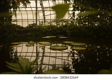 Large circular lily pads float across a still pond inside a lush greenhouse, framed by cascading vines and warm evening light filtering through the glass roof. Nature photography capturing a tranquil, atmospheric botanical scene.