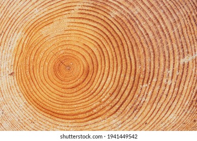 Large Circular Piece Of Wood Cross Section With Tree Rings Texture Pattern And Cracks, Close Up