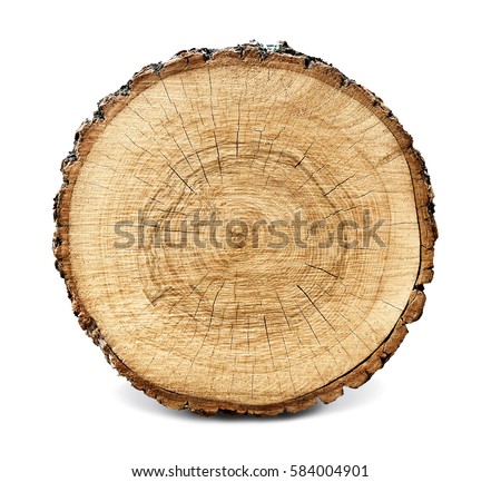 Large circular piece of wood cross section with tree ring texture pattern and cracks isolated on white background. Detailed organic surface from nature.