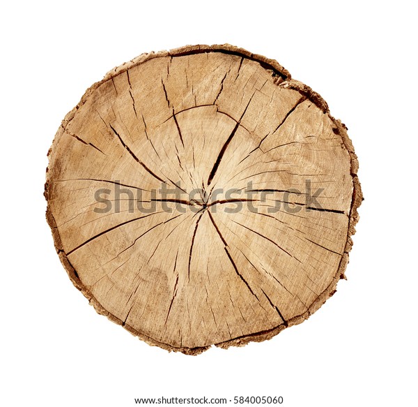 Large Circular Piece Wood Cross Section Stock Photo 584005060 ...