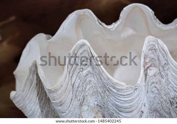 huge clam shell