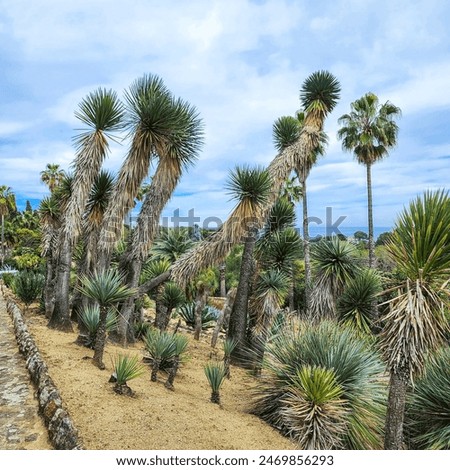 A large clearing with old yuccas with cloudy sky background. Cactus garden in spring. Botanical Park. 