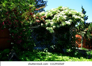 Large Climbing Hydrangea