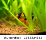 Large clown loach (Chromobotia macracanthus) hidden among the plants in a fish tank with blurred background