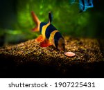 Large clown loach eating in fish tank with blurred background (Chromobotia macracanthus)