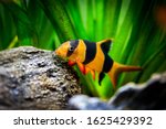 Large clown loach in fish tank (Chromobotia macracanthus)