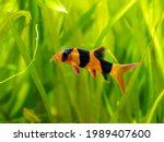 Large clown loach isolated in fish tank (Chromobotia macracanthus) with blurred background