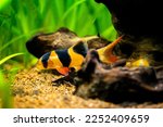 large clown loach isolated in fish tank (Chromobotia macracanthus) with blurred background