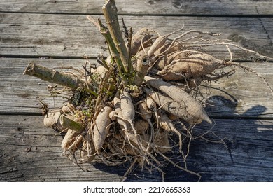 Large clump of dahlia tubers laying on a wood table. Roots are still visible. - Shutterstock ID 2219665363