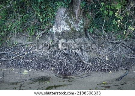Large cluster of exposed roots under a big tree. Massed roots emerge from the ground near a stream. Climate emergency and earth suffering. Land collapse and landslides.