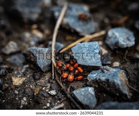 A large cluster of firebugs (Pyrrhocoris apterus) amassed on and around a grey rock.  These insects are distinctly reddish-orange with black markings