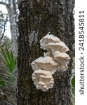 A large cluster of Marshmallow Polypore, Spongipellis pachyodon, a parasitic tree fungus, was photographed on a tree in Big Shoals State Park, Florida.