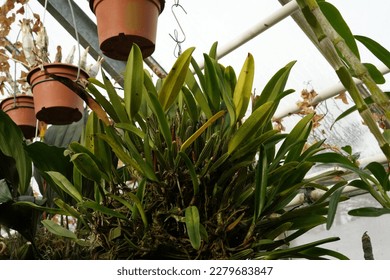 Large cluster of orchid leaves and roots hanging in a greenhouse.  Low angle view with the greenhouse roof and some flower pots on the background.  - Shutterstock ID 2279683847