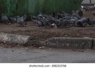 A large cluster of pigeons are eating leftovers, next to the trash. A flock of wild pigeons pecking crumbs, near the city dump.