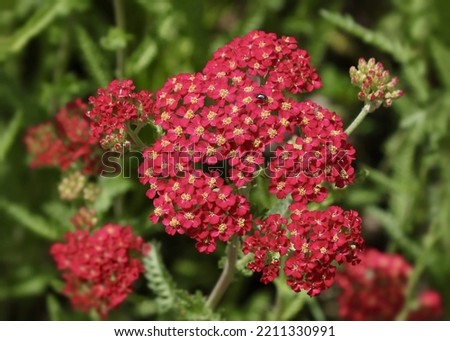 Large cluster of Red Yarrow