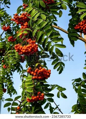 Large clusters of rowan berries hang from a branch. Lush green leaves grow on the branch. Natural beautiful background with rowan branch.