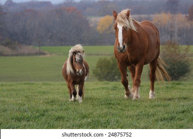 clydesdale horses running