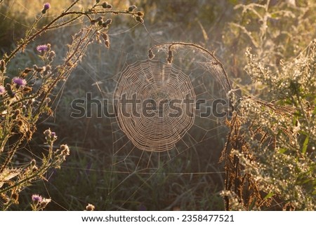 Similar – Grasses, plants and flowers in a field backlit by the evening sun