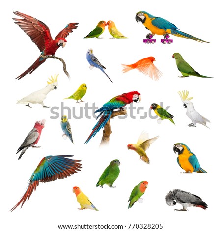 Large collection of bird, pet and exotic, in different position, Isolated on white background.