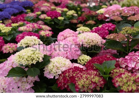Large collection of blooming hydrangea plants in shades of pink, white, red and blue at a garden center. Decorative flowering shrubs ideal for gardening, landscaping, seasonal floral displays and nature backgrounds.