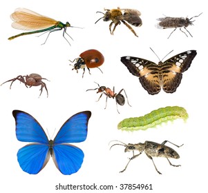 large collection of different insects isolated on white background