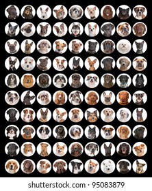 Large Collection Of Dog Portraits. Most Of It Are Different Breed