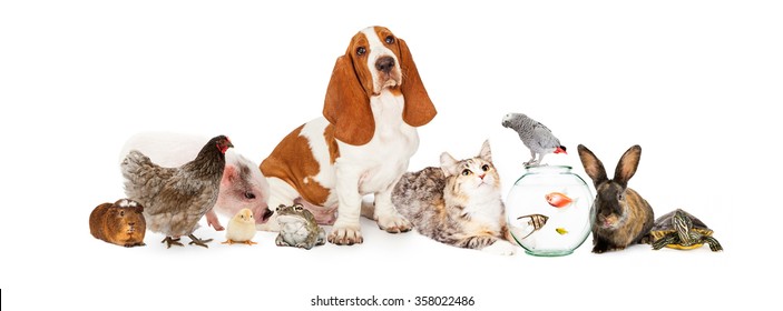 Large collection of domestic pets interacting together. Image sized to fit a popular social media timeline cover photo placeholder.