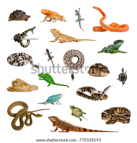 Large collection of reptile, pet and exotic, in different position, Isolated on white background.