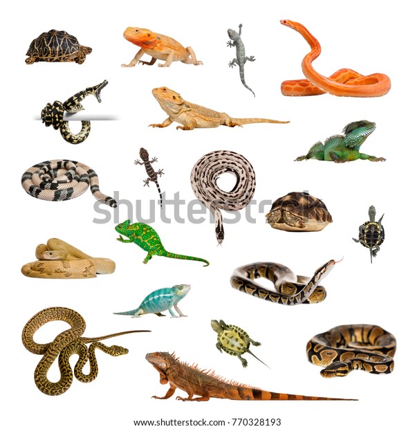 Large Collection Reptile Pet Exotic Different Stock Photo (Edit Now ...